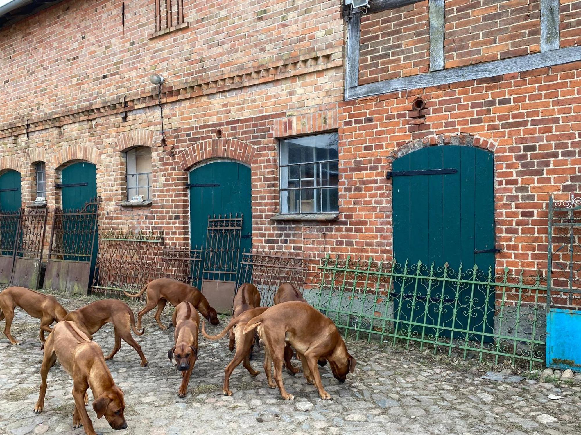 Bauernhof-Streichel-Zoo-Kombi-Familien-Suite-Im-Wald-Am-See Gulow ภายนอก รูปภาพ