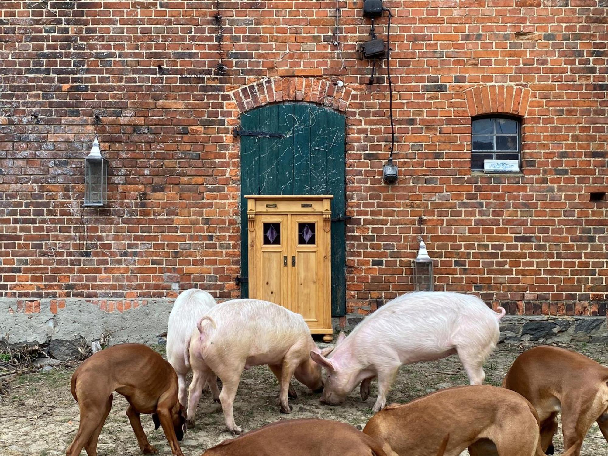 Bauernhof-Streichel-Zoo-Kombi-Familien-Suite-Im-Wald-Am-See Gulow ภายนอก รูปภาพ